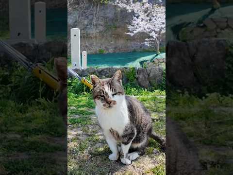 猫島の神社前の広場に行くと猫が集まってくる #ImpressedCatVideo #catisland #猫(YouTube)