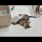 1年ぶりに保護猫たちが遊びに来たらヤンチャすぎて家の中が大変なことに…(YouTube)