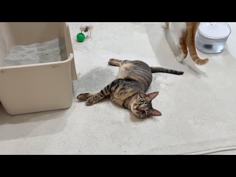 1年ぶりに保護猫たちが遊びに来たらヤンチャすぎて家の中が大変なことに…(YouTube)