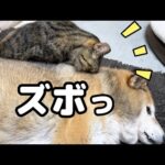 やっぱり大姉ちゃん猫はすごい(笑)柴犬パパに柴ふを試みる姉猫(YouTube)