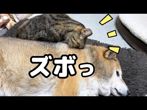 やっぱり大姉ちゃん猫はすごい(笑)柴犬パパに柴ふを試みる姉猫(YouTube)