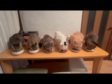 おいしいご飯食べたい奴集まれー！(YouTube)