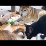 柴犬パパを支える茶トラ&黒猫くんが優しすぎます(YouTube)