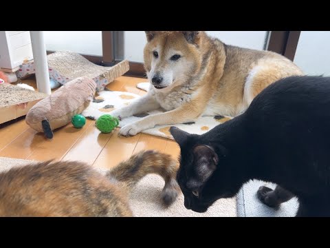 柴犬パパを支える茶トラ&黒猫くんが優しすぎます(YouTube)