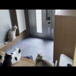 駐車場にいる息子に「開けて」を連呼する猫(YouTube)