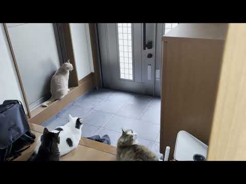 駐車場にいる息子に「開けて」を連呼する猫(YouTube)