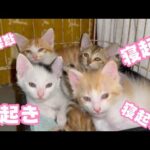 寝起きニャリ  何してもかわいいチビーズ  無事に大きくなりますように   2025 05 30 2(YouTube)