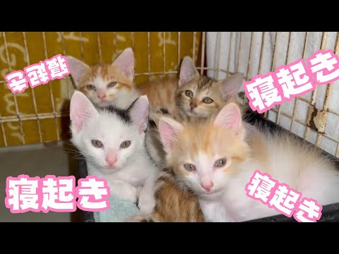 寝起きニャリ  何してもかわいいチビーズ  無事に大きくなりますように   2025 05 30 2(YouTube)