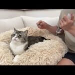 点滴が苦手な猫を「いい子だね〜」とベタ褒めしてみたらお利口すぎました。(YouTube)