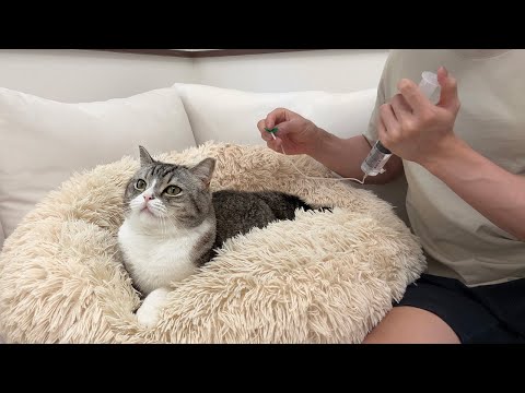点滴が苦手な猫を「いい子だね〜」とベタ褒めしてみたらお利口すぎました。(YouTube)