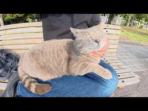 黒猫と遊んでいたら、トトロ猫も寄って来たのでひざにのせた(YouTube)