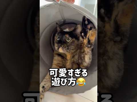 遊び方が可愛すぎるサビ猫モモちゃん #shorts(YouTube)