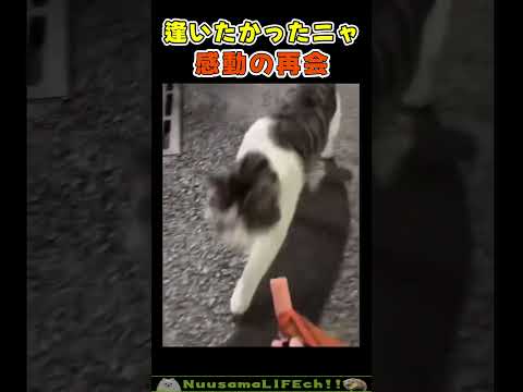 そっちかーい！😂【猫】 #猫 #cat(YouTube)