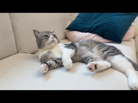 もちが急に飛び起きてくんくんし始めたと思ったら…(YouTube)