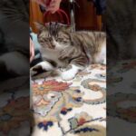ヘッドマッサージが気に入らない猫 #shorts(YouTube)