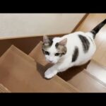修学旅行から帰ってくる娘を待つのに次々と飽きてしまう猫(YouTube)