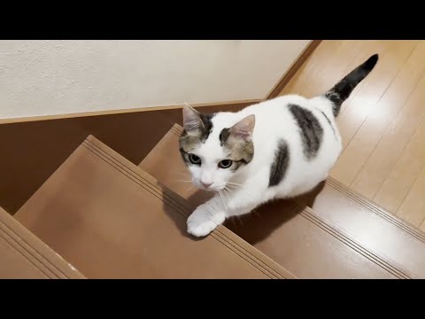 修学旅行から帰ってくる娘を待つのに次々と飽きてしまう猫(YouTube)