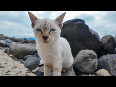 海岸の猫ちゃんかわい過ぎる(YouTube)