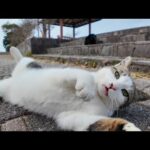 海辺の神社の近くで行われる猫の集会に参加してきた(YouTube)