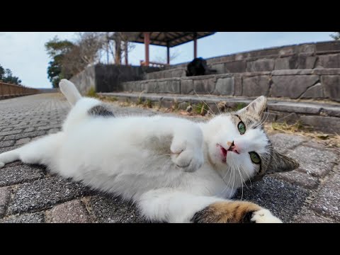 海辺の神社の近くで行われる猫の集会に参加してきた(YouTube)