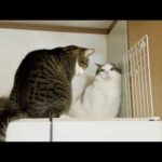 めっちゃ噛まれたり叩かれたりするけど、二人のことは憎めない猫(YouTube)