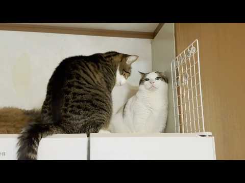 めっちゃ噛まれたり叩かれたりするけど、二人のことは憎めない猫(YouTube)