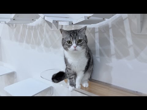 掃除機かけ始めると一目散に避難するもちが可愛すぎます笑(YouTube)