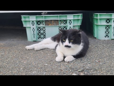 感動猫動画 のライブ配信(YouTube)
