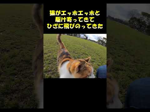 猫がエッホエッホと駆け寄ってきてひざに飛びのってきた #猫 #cat #ネコ(YouTube)