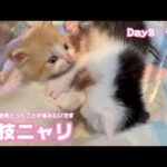 寝技ニャリ  嘘みたいに回復しています 泥の中から緊急レスキューDay8 その2   2025 05 13 2(YouTube)