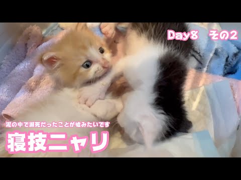 寝技ニャリ  嘘みたいに回復しています 泥の中から緊急レスキューDay8 その2   2025 05 13 2(YouTube)