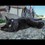 猫島の通りを歩く黒猫ちゃんをナデナデするとゴロゴロ甘えてカワイイ(YouTube)