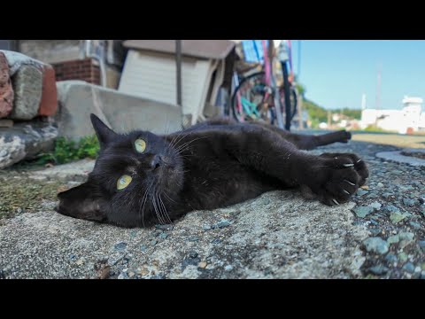 猫島の通りを歩く黒猫ちゃんをナデナデするとゴロゴロ甘えてカワイイ(YouTube)