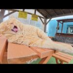 バーベキュー屋さんのテラスで気持ち良さそうにお昼寝する猫達(YouTube)