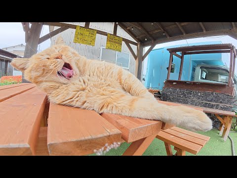 バーベキュー屋さんのテラスで気持ち良さそうにお昼寝する猫達(YouTube)