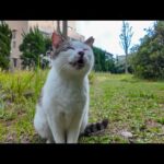 公園にいた猫ちゃんを撫でると足下にすり寄ってきてカワイイ(YouTube)