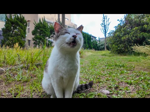 公園にいた猫ちゃんを撫でると足下にすり寄ってきてカワイイ(YouTube)