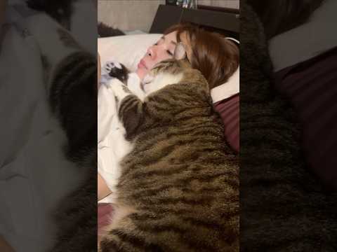 ポン太が太る理由 #shorts #猫(YouTube)