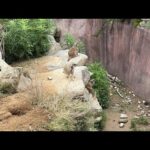 動物園ライブ(YouTube)