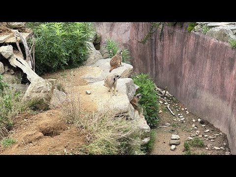 動物園ライブ(YouTube)