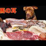 犬のASMR!!骨付き肉を豪快に噛み砕く咀嚼音が気持ち良すぎる(YouTube)