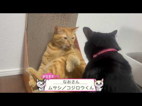 【猫動画】暑い！暑い！暑いニャンコ〜にゃんともパレード〜#猫動画#猫#434(YouTube)