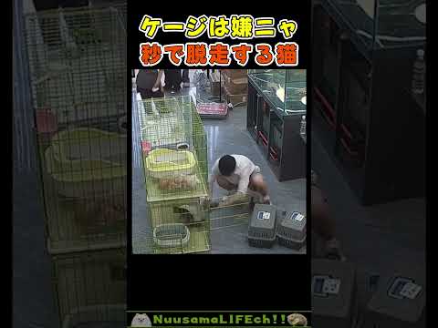 猫を永遠に入れ続ける人😂【脱走猫】 #猫 #cat(YouTube)