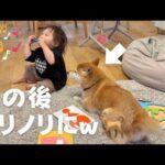 1歳児のハーモニカ演奏にガチでノってくる柴犬が天才すぎたw(YouTube)
