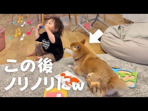 1歳児のハーモニカ演奏にガチでノってくる柴犬が天才すぎたw(YouTube)