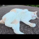 ミルクティー猫が裏返しになってナデナデを求めてきた(YouTube)