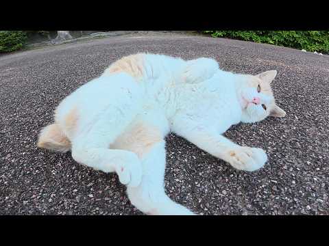 ミルクティー猫が裏返しになってナデナデを求めてきた(YouTube)