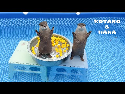 新しいプールとすべり台にカワウソたちの嬉しさ大爆発！　Otters Get Wet ‘N Wild with New Pool and Slide!(YouTube)