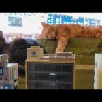 【ジオラマ食堂】猫たちみんな窓辺で寝ています(YouTube)