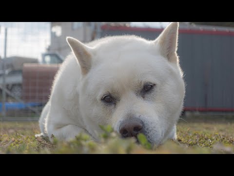 【美しいライブ配信を目指して】キッシュブラッシング14時より配信(YouTube)